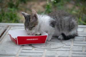 gattino mangia da cartone