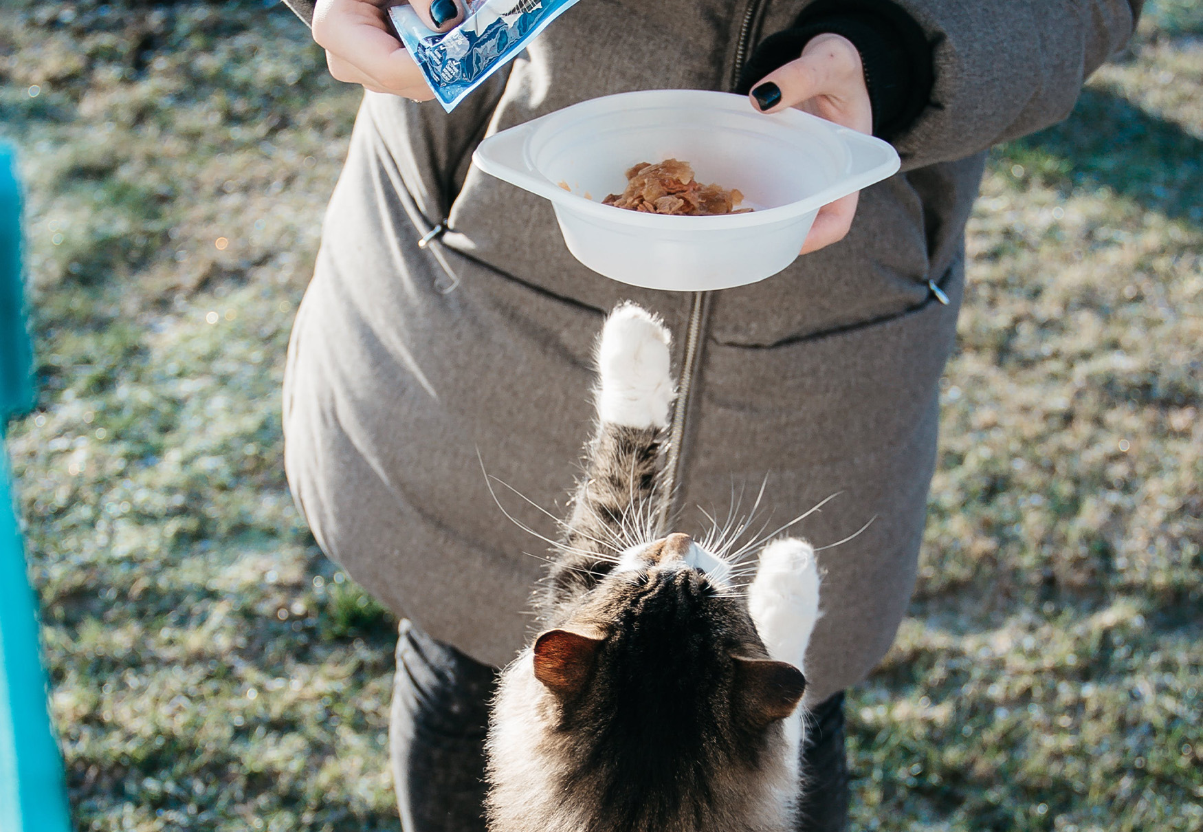 gatto impaziente di mangiare