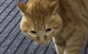 gatto arancione
