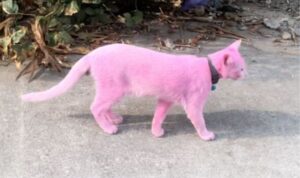 Gatto rosa sul marciapiede