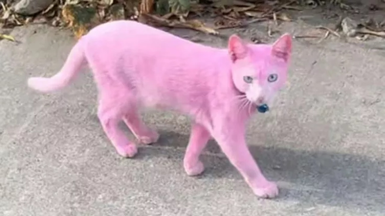 Gatto colorato di rosa
