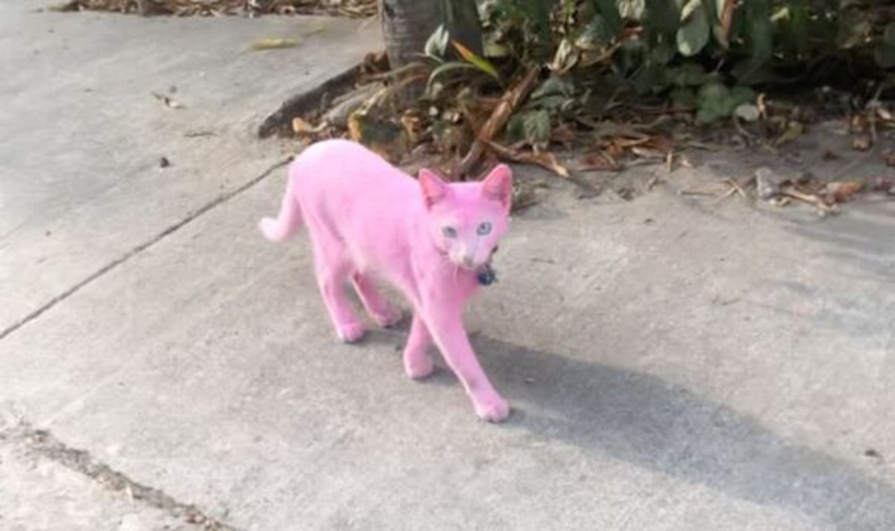 Chi ha dipinto il gatto di rosa