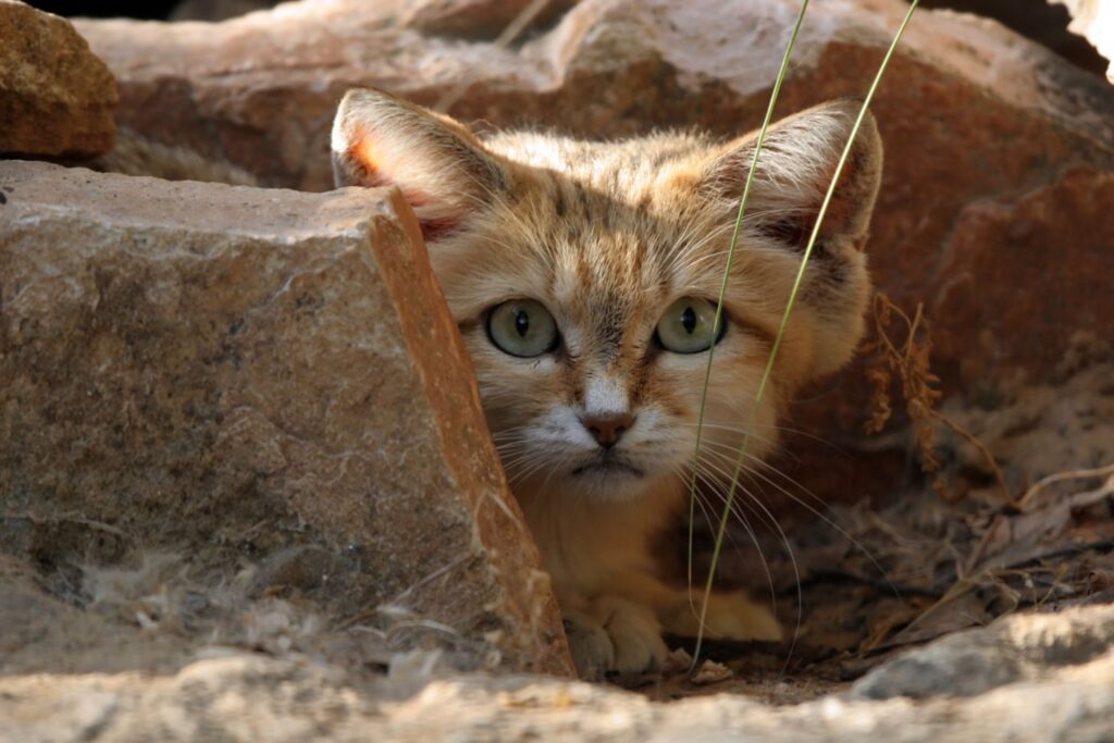 Gatto delle sabbie, allevamento: si può acquistare?