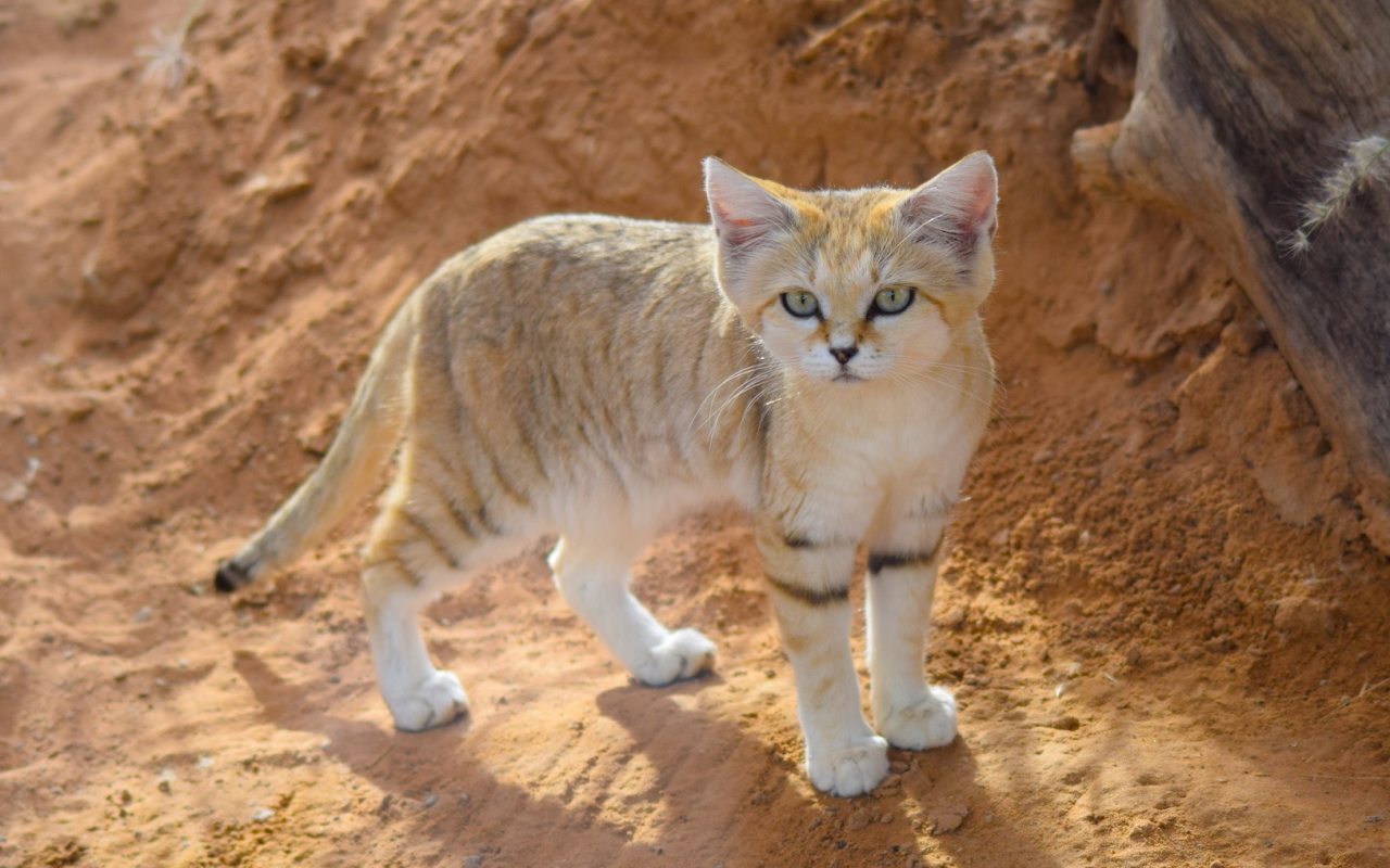 gatto nel deserto