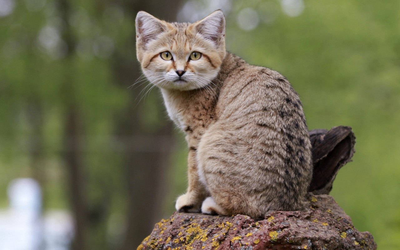 gatto seduto su una roccia