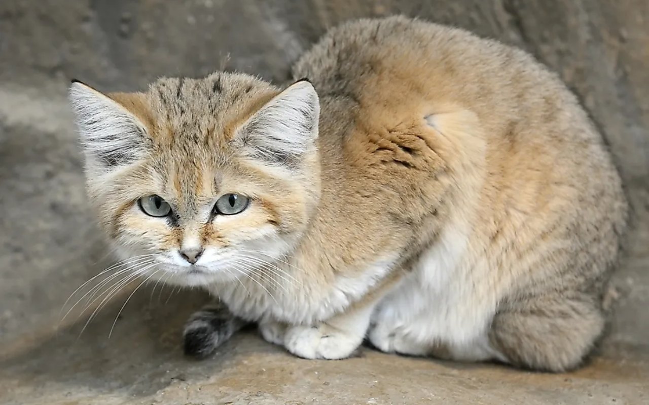 gatto rannicchiato su una roccia