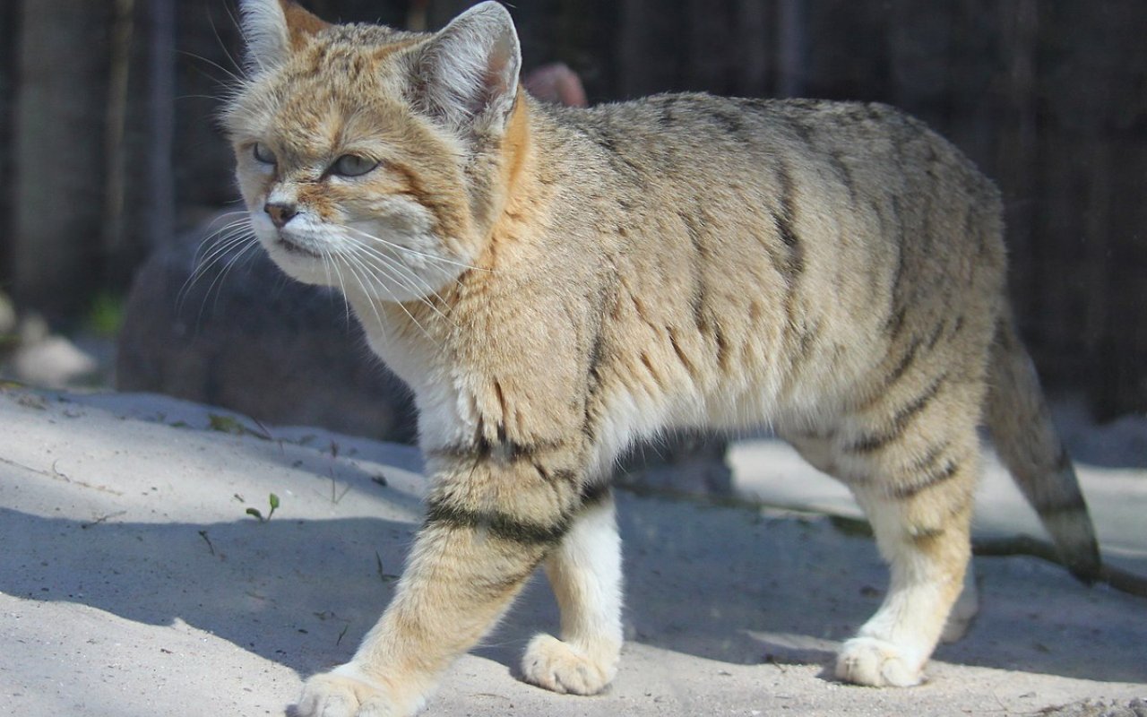 gatto africano