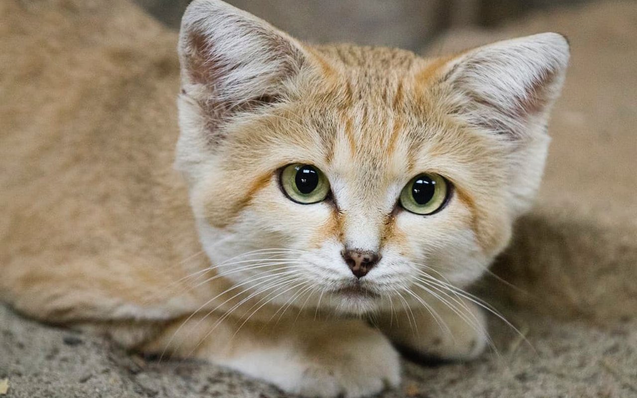 gatto con gli occhi verdi