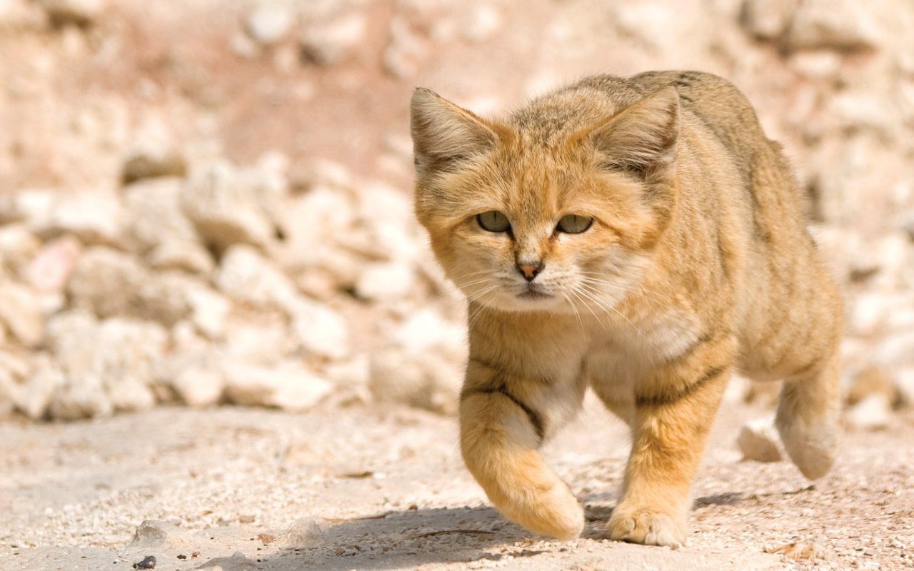 gatto che cammina nel deserto