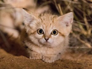 Gatto delle sabbie, cuccioli: come si comportano e cosa fare