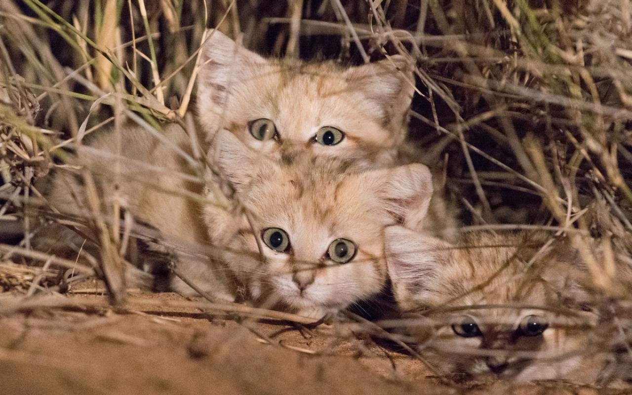 Gatto delle sabbie, cuccioli: come si comportano e cosa fare  --- (Fonte immagine: https://www.ilmiogattoeleggenda.it/wp-content/uploads/2023/11/gatto-sabbie-cuccioli-2.jpg)