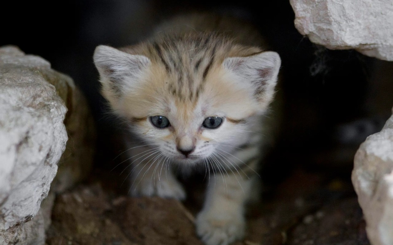 gattino che cammina