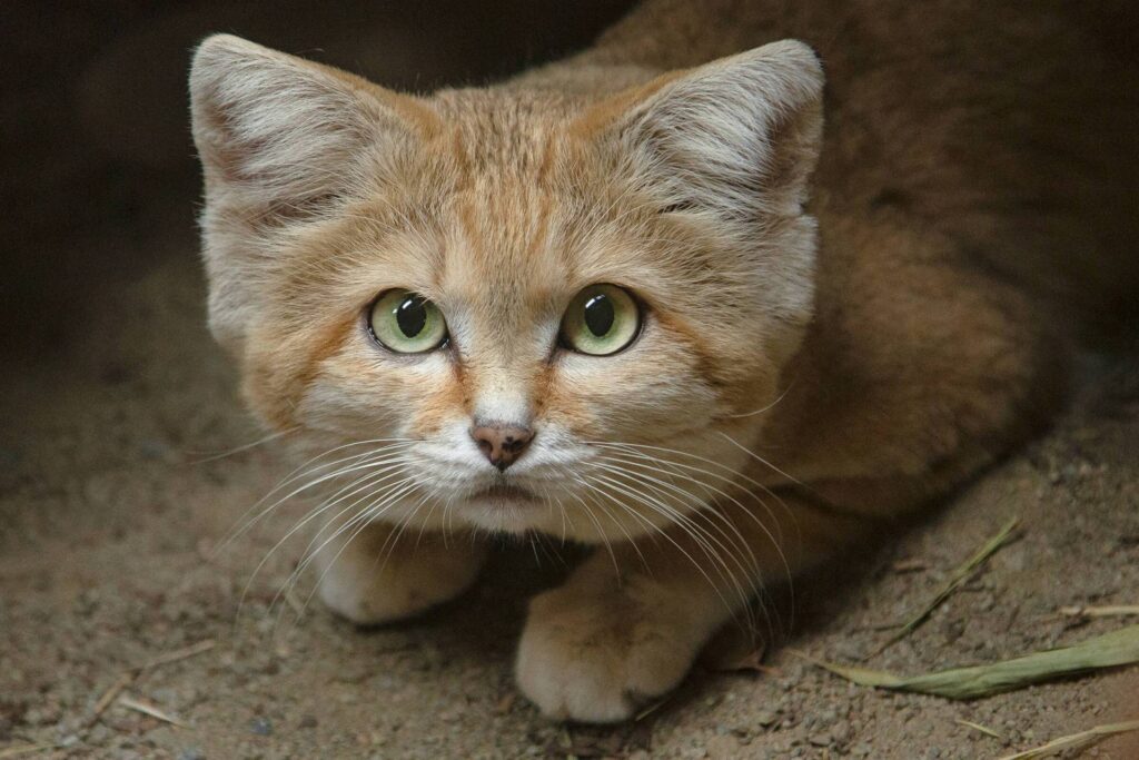 Gatto delle sabbie domestico, esiste davvero?