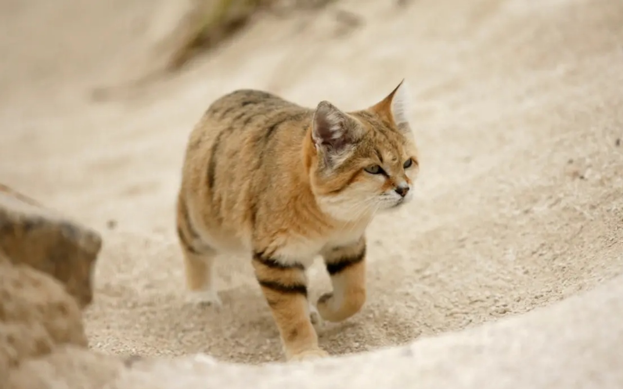 gatto che cammina nel deserto