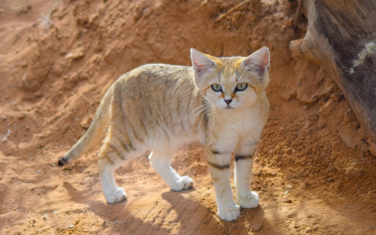 gatto color giallo sabbia