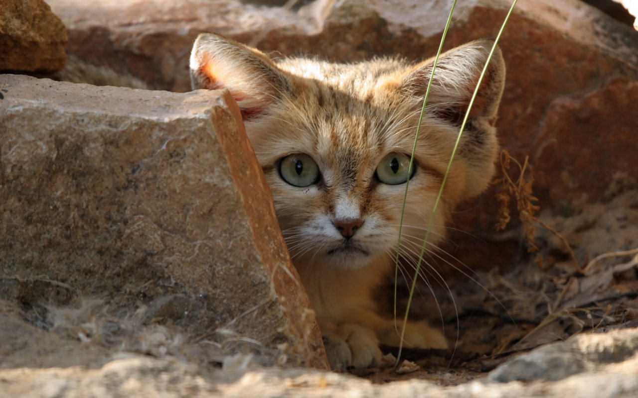 gatto che si nasconde