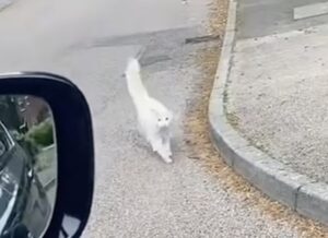 Gatto salta sull’auto del proprietario per un breve passaggio verso casa