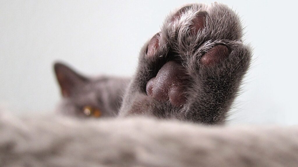 Gatto appoggia la zampa sul letto