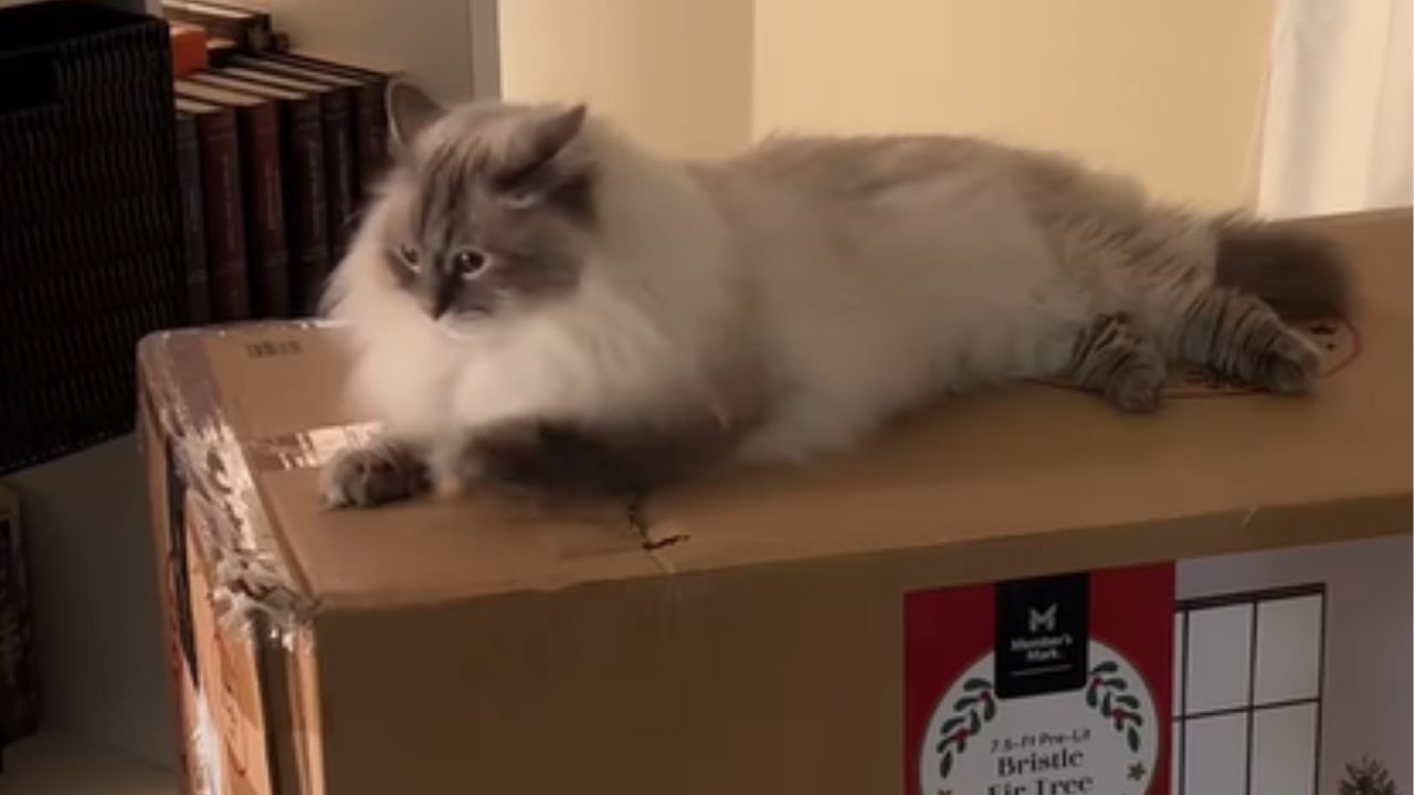 gatto sopra la scatola di cartone