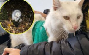 “Ricordati di non arrenderti”: i volontari si sono commossi fino alle lacrime per la storia di questo gatto
