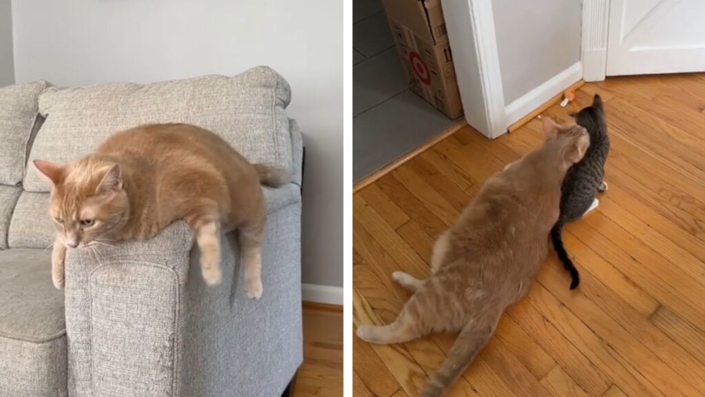 gatto arancione in sovrappeso