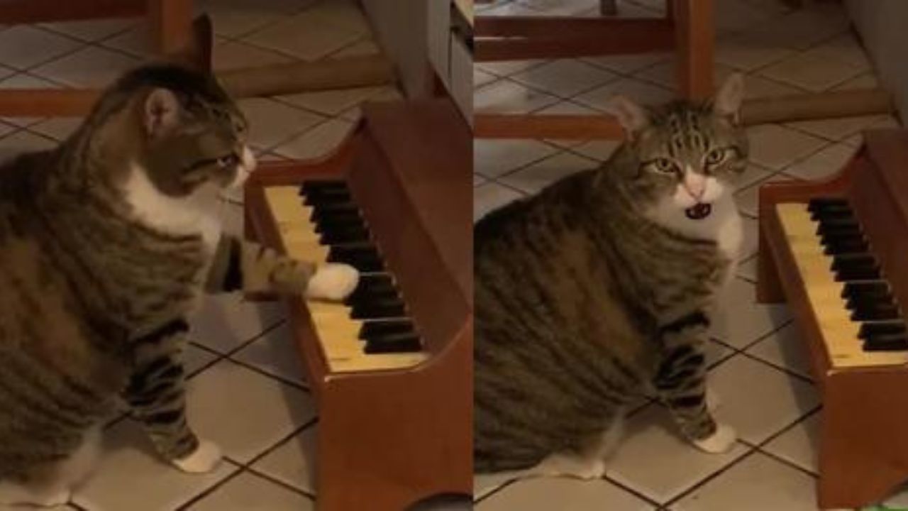 gatto suona pianoforte