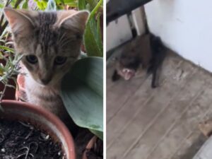 La gattina minuscola trova un nuovo amico, ma la sua idea lascia perplessa la mamma umana