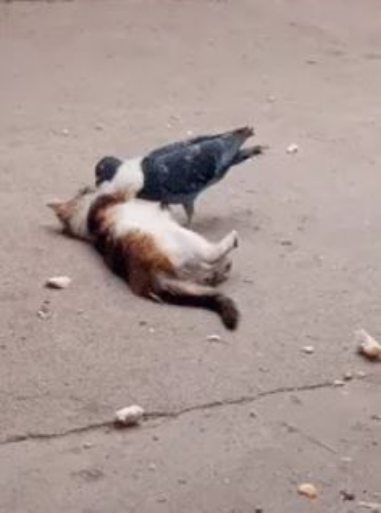 un gatto gioca con un piccione