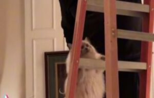 un gatto che sale le scale