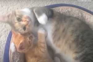 Una storia d’amore incredibile: mamma gatta è riuscita ad amare anche i gattini meno desiderabili