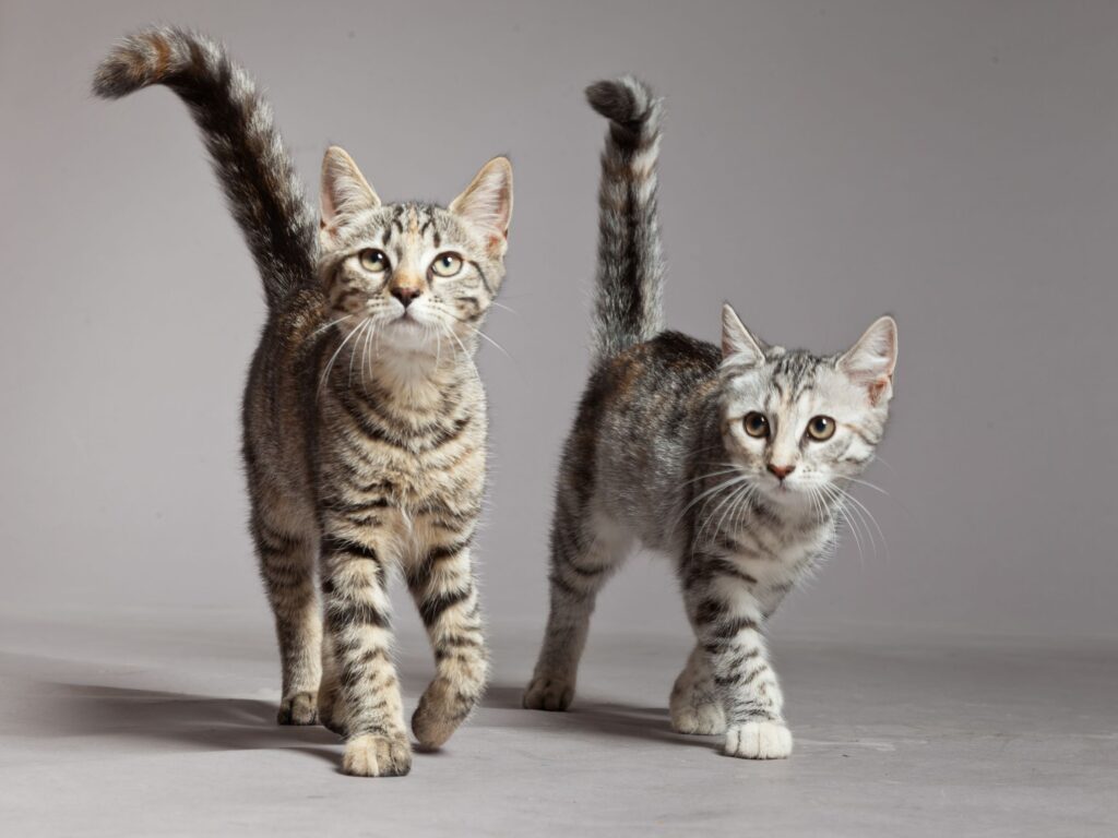 gattini con coda alta