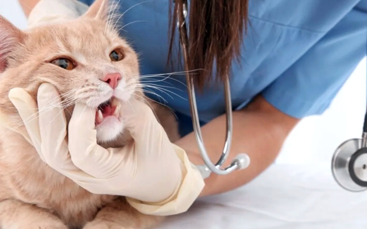 gatto dal veterinario