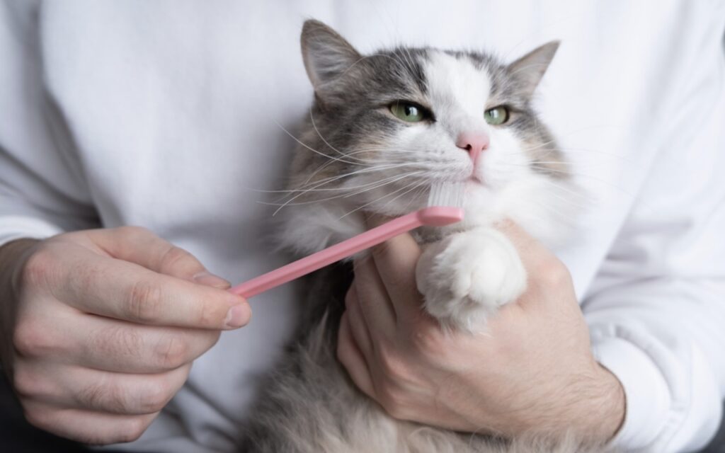 gatto che lava i denti