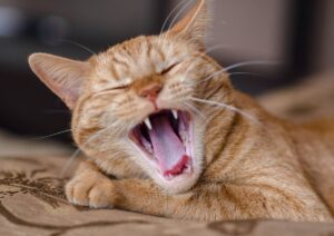 Problemi dentali del gatto: tutte le patologie e cosa fare