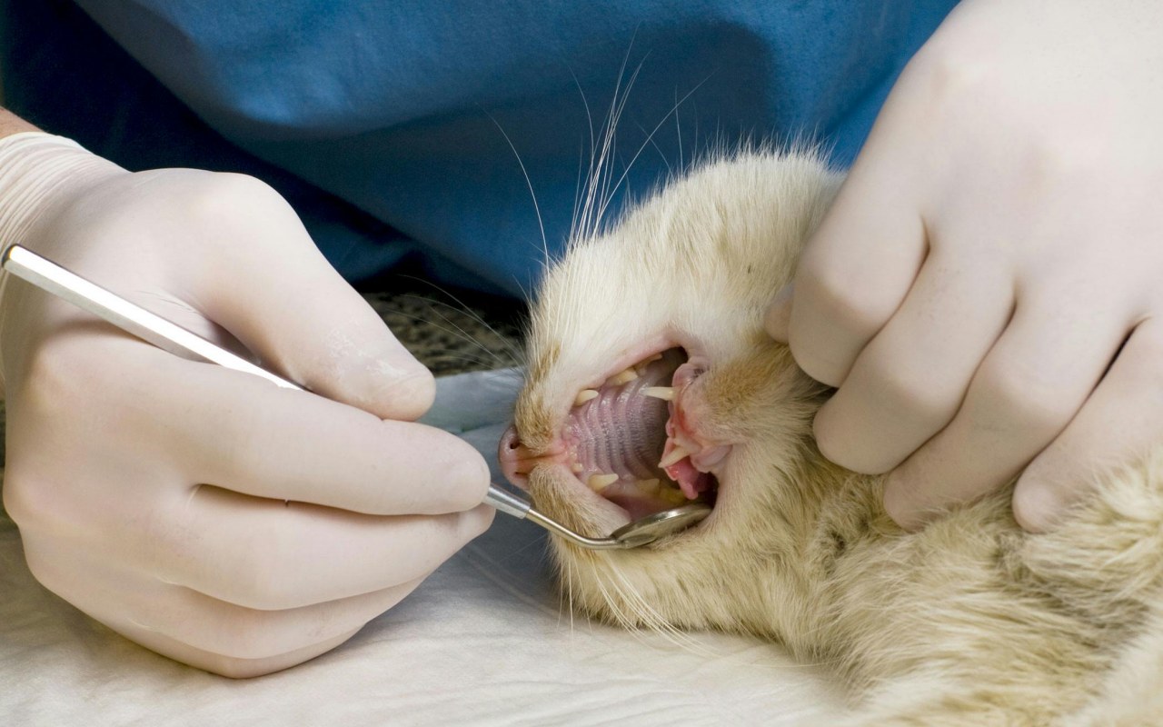 gatto dal veterinario