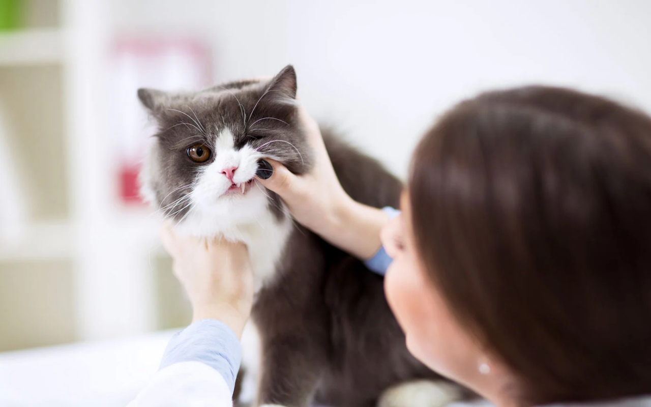 donna controlla i denti del gatto