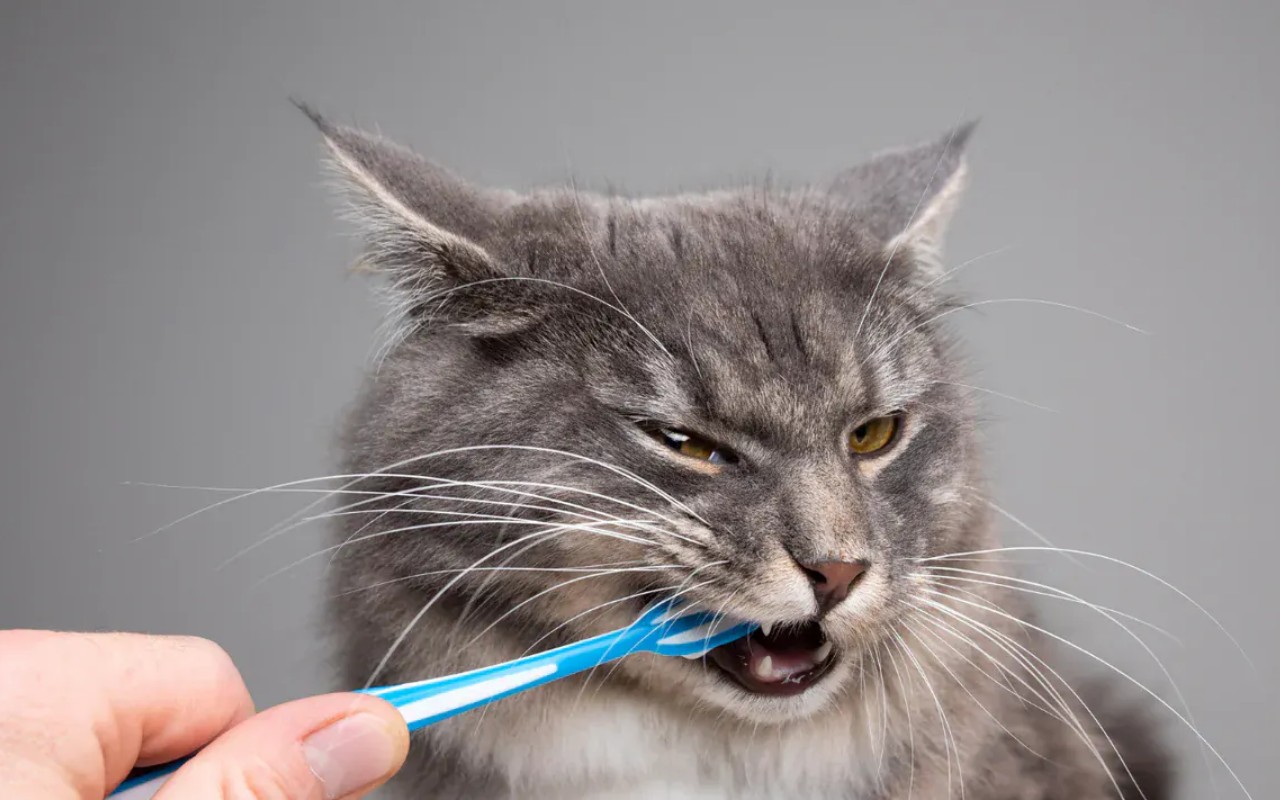 lavare i denti al gatto