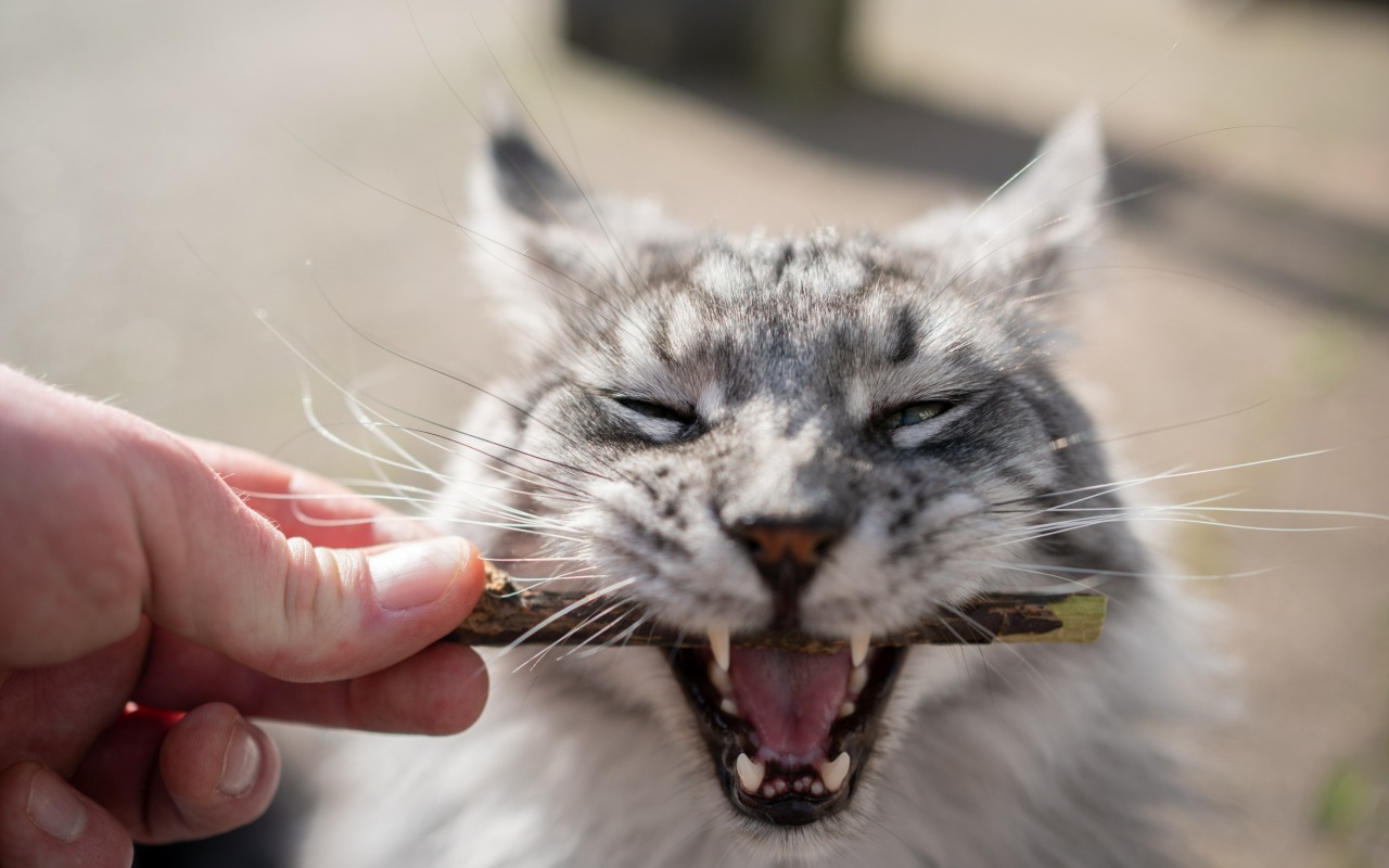 gatto che morde un legnetto