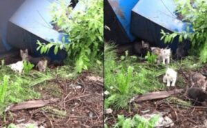 Un uomo coraggioso ha salvato tre famiglie di gatti imparando a miagolare per rassicurarli (VIDEO)