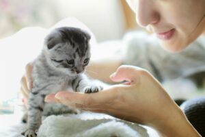 Vermifugo gattini: a cosa serve, quando darlo e perché