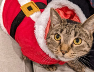 5 foto di gatti che si stanno godendo le vacanze natalizie e vi faranno venire voglia di rilassarvi insieme a loro