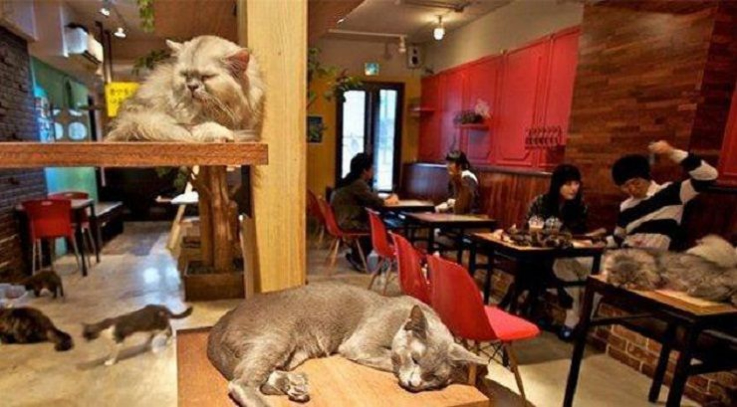 gatti dormono al ristorante