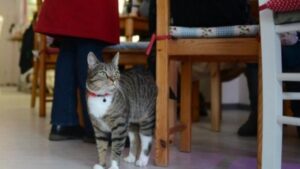 Al ristorante trova dei gatti sul tavolo e fa una recensione negativa, ma la risposta del proprietario è da applausi