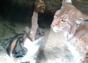Beccavano il gatto ogni giorno all’interno dello zoo, ma il motivo delle sue incursioni è davvero insolito