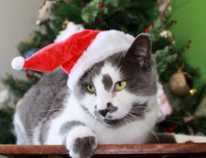 Credete a Babbo Natale? Scommettiamo che dopo le foto di questi gatti vestiti come lui ci crederete eccome