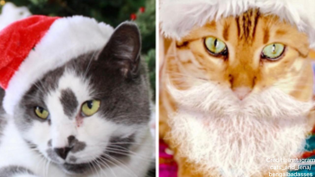 Due gatti a Natale