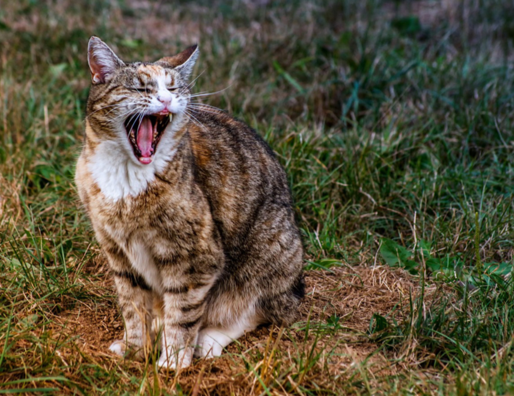 Gatto sbadiglia