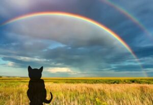 Dopo Leone, un altro gatto vola sul Ponte per la cattiveria umana: ancora una storia dell’orrore