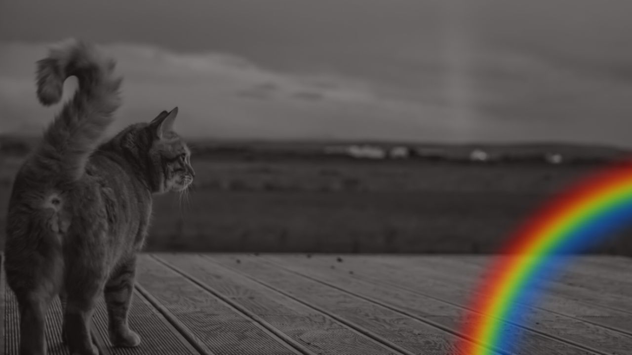 gatto vola sul Ponte dopo leone