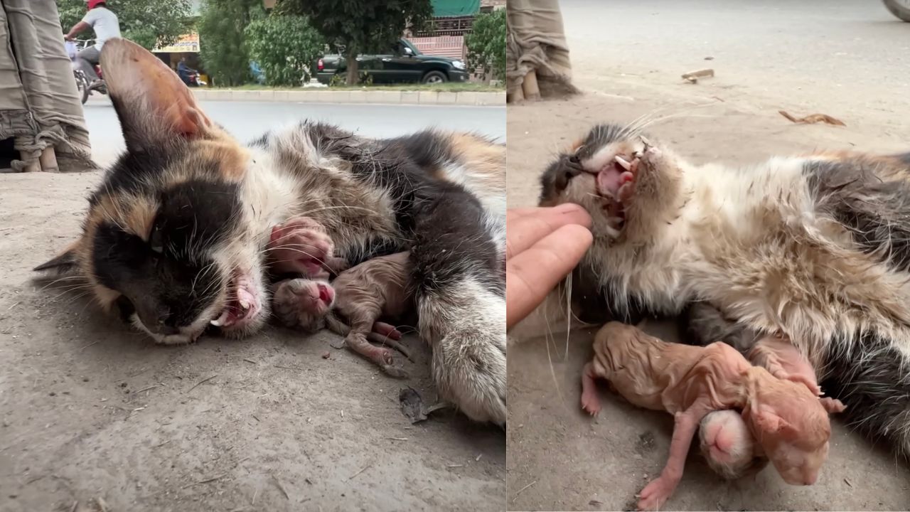 Gatta e cuccioli ai lati della strada